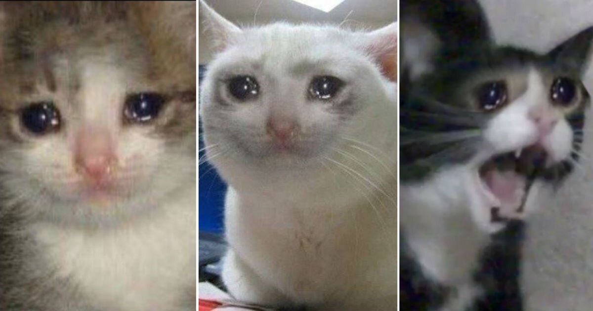 Crying Cat Meme: How Cat Image Became Internet Icon of Emotion